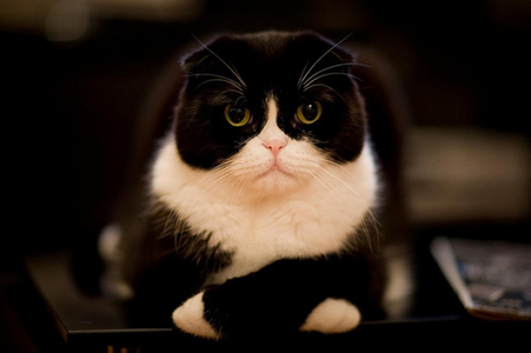 Sad cat image