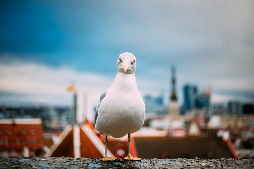 Tallinn, Estonia. White Seagull On Viewing Platform On Backgroun